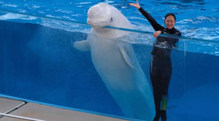 Animal rights group sues to stop Connecticut aquarium from getting beluga whales