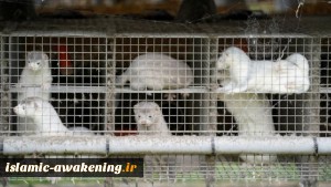 Denmark Backs down from Decision to Kill All Farmed Mink