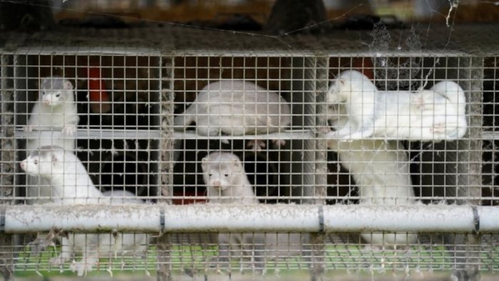 Denmark Backs down from Decision to Kill All Farmed Mink